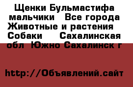 Щенки Бульмастифа мальчики - Все города Животные и растения » Собаки   . Сахалинская обл.,Южно-Сахалинск г.